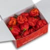 Trinidad Scorpion Moruga - svježe chili papričice 160g