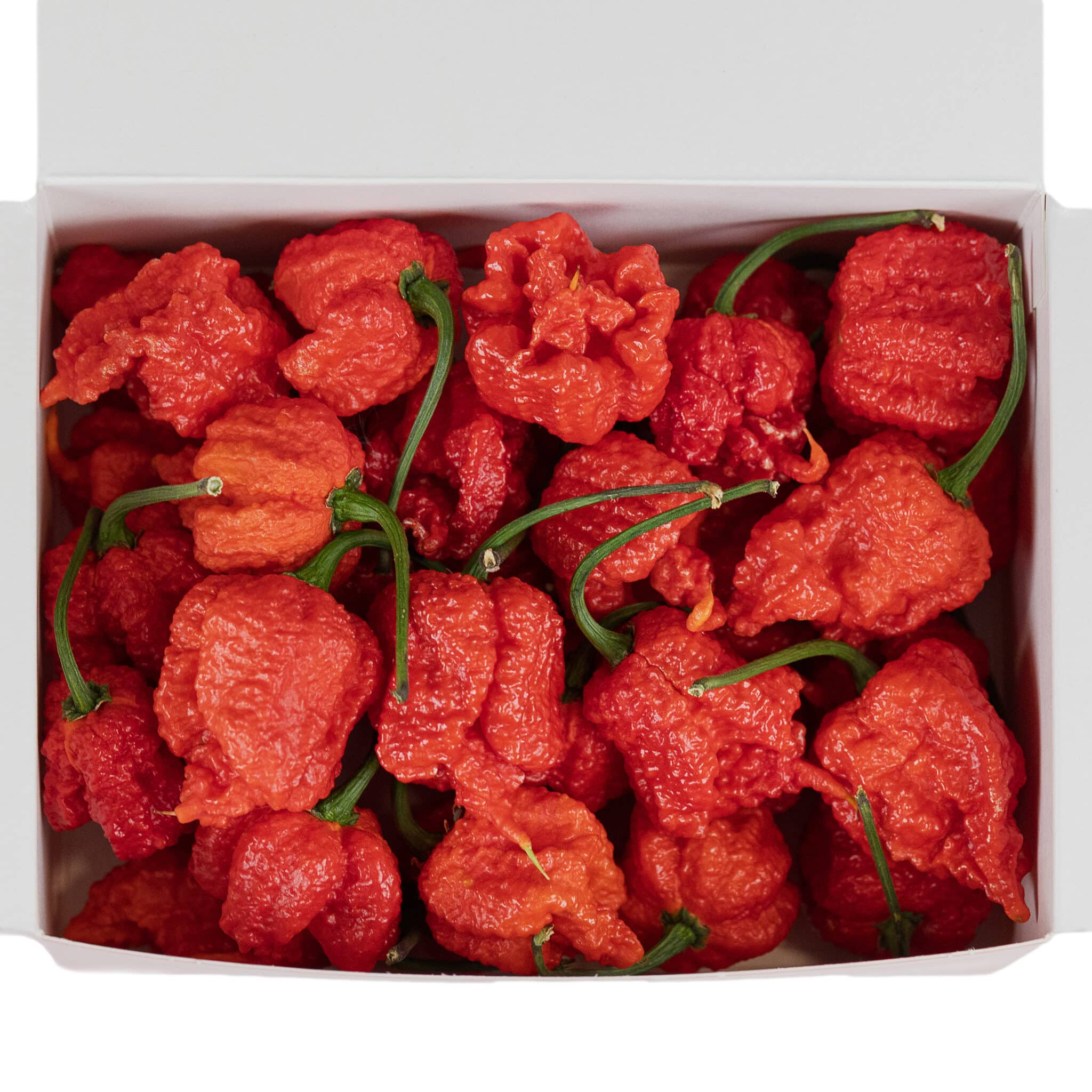 Carolina Reaper - svježe chili papričice 150g 2 Carolina Reaper - svježe chili papričice 150g